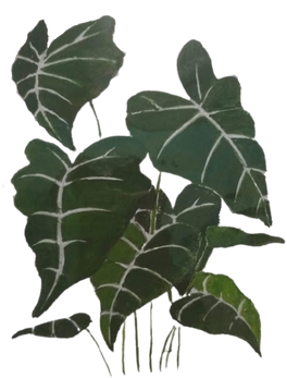 Watercolor Caladium Leaves