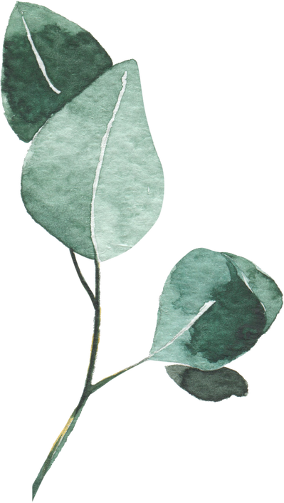 Eucalyptus leaf watercolor illustration