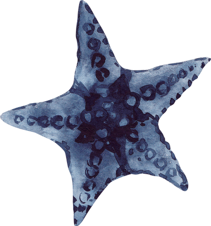 Watercolor illustration of an indigo starfish